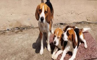 比格犬吃什么狗粮，专业的狗粮最为合适