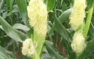 吉农糯26号玉米种子特点，中抗茎腐病