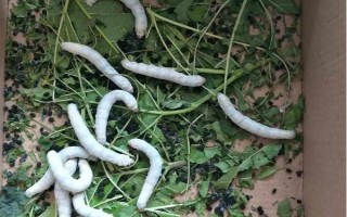 有哪些特色养殖项目,蚕、黄粉虫、土元、蜈蚣均属于特色养殖