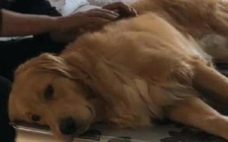 怎么帮狗狗按摩，分为头部按摩、耳部按摩、背部按摩、肩部按摩等