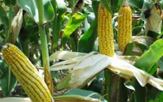 铁研26号玉米种子简介，出苗至成熟129天