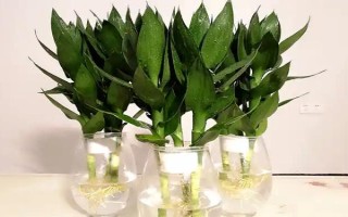 观音竹的繁殖方法，一般以扦插为主