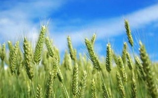 百农5819小麦种子特征特性,比对照品种周麦18熟期相当