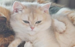 如何治疗猫胃肠炎，可先禁食禁水一段时间