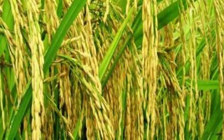 深两优1978水稻种子介绍，注意防治白叶枯病