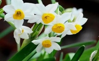 水仙花会在几点开放,一般为晚上7-8点