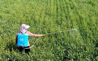 怎么打药效果好，20℃-30℃打药更有效