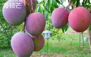 芒果产地的分布，原产于印度