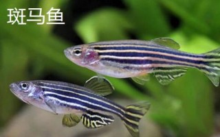 鱼缸养什么鱼不用打氧，金鱼、斗鱼、孔雀鱼都适合