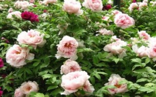 牡丹花如何养护，适宜在松软肥沃的土壤里生长