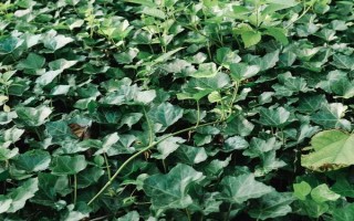 常春藤是不是攀援植物，是多年生常绿攀援灌木