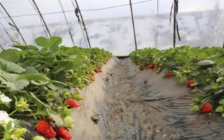 一亩大棚草莓的利润多少，头年利润大约为17000元左右