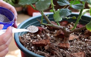 微型月季的养殖方法，宜选用直径20公分左右的花盆