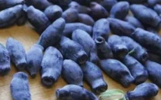 蓝靛果的价格，通常每斤在45-50元