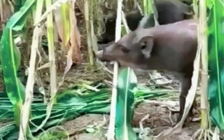 怎么预防野猪进入玉米地，可在种植地周围设置篱笆