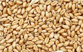 强筋小麦如何种植，管理重点在于预防小麦旺长和倒伏