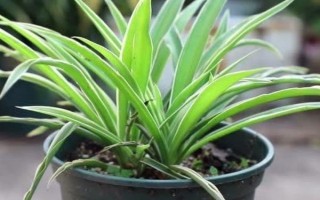 为什么吊兰要放鸡蛋壳，需要一定养料来进行养护