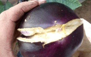 茄子顶部开裂的原因，浇水不均匀可能会导致