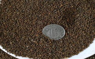 怎么种醉蝶花，种之前需浸种6小时左右