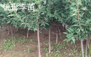 李子树苗批发价格,选择适合当地种植的品种