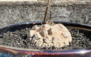 怎么养龟甲龙，盛夏季节将其移到通风透气的阴凉环境中