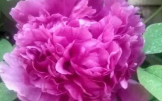 牡丹花的常见品种,常见的有魏紫、姚黄、赵粉等