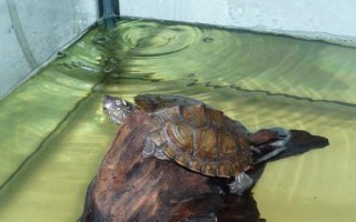 水龟和半水龟有什么区别，对水的依赖性不同