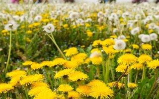 种植蒲公英要注意什么，出苗前不能施肥