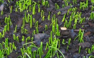 韭菜育苗技术，选择品种优良且适应力强的新籽