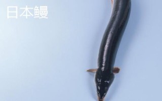 日本鳗的产地，主要分布在越南等国家
