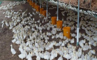 养鸭大棚怎么建，建议大棚的朝向为东西方向