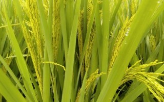 盛禾302水稻种子简介,该品种主茎12片叶