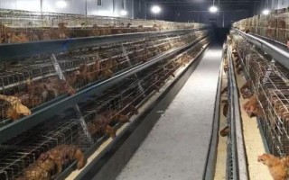 冬季蛋鸡饲养注意事项，这四点尤其重要