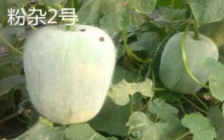 优良的冬瓜品种有哪些,包括一串铃4号、黑将军、早青冬瓜等品种