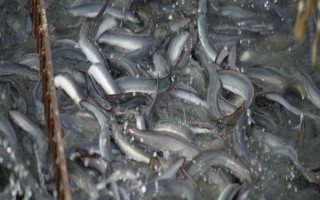 银鳗的产地，中国主要分布在长江、闽江、珠江流域等江河湖泊中