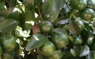 砂糖橘开裂的原因，久旱突降大雨会导致果实大量开裂