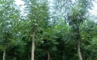 白蜡树苗的价格,一般都在5元以上一株
