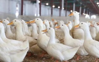 给肉鸭配制饲料的原则，不能一次性配制过多