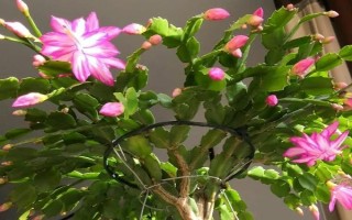 蟹爪兰干瘪的补救方法，需找准原因再对症治疗