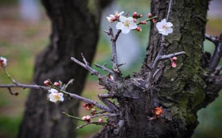 梅花的花期有多长，通常持续一个月左右