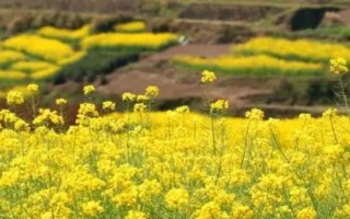 油菜农历什么时候播种，四月份或九月份播种