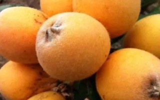 南方山地适合种什么水果，适合种桃、龙眼、枇杷等