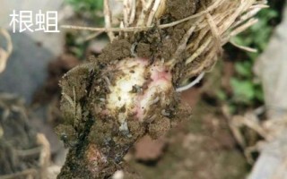 红薯有哪些虫害，要注意防治金龟子、金针虫、蝼蛄、地老虎