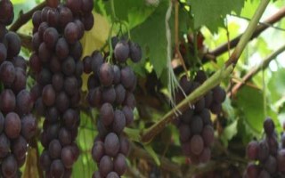 葡萄如何搭架，首先要注意支架的牢固性