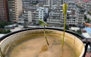 碗莲的水培方法，将种子播入花土中再浇水淹没