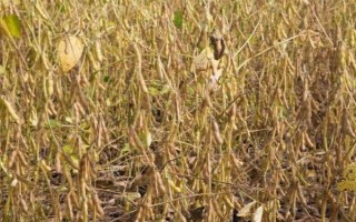 中黄48大豆品种的特性，种植密度每亩1.5万株左右