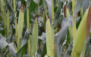 金穗106玉米种子介绍，适宜播期6月上中旬