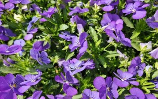 代表思念的花有哪些，有天堂鸟、百日草、蝴蝶花等