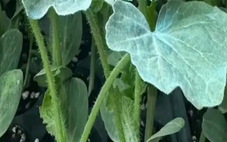 西瓜苗在几叶摘心，在7-10片叶子摘心