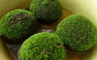 苔藓球的养殖方法，定期通风透气可避免植株枯死